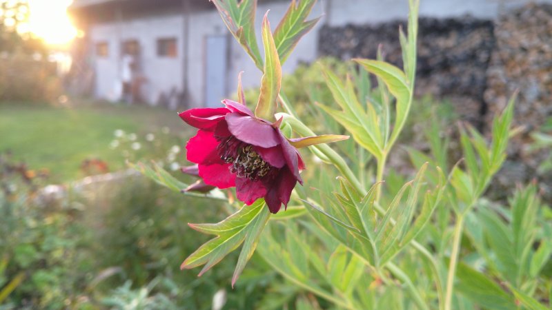 Paeonia delavay Пион Делавея